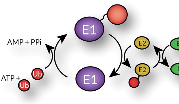 E1酵素（ユビキチン活性化酵素）