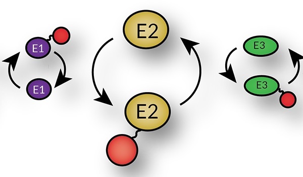 E2酵素（ユビキチン結合酵素）