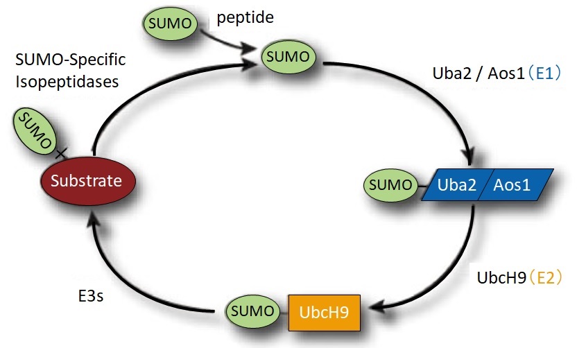 SUMO化と脱SUMO化のサイクル