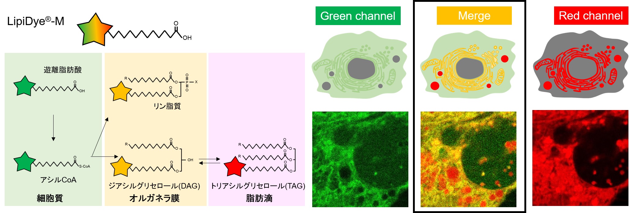 LipiDye-Mの細胞内脂質代謝過程のイメージと染色例