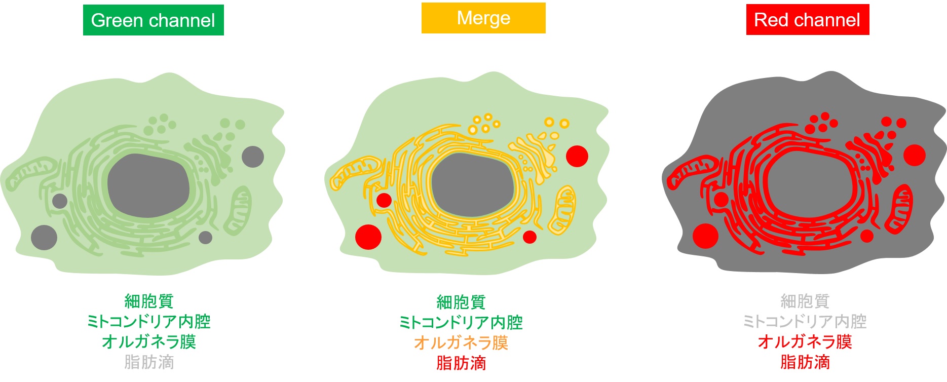 LipiDye-Mによる生細胞3色イメージの模式図