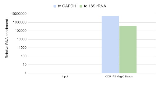 ターゲットRNAの濃縮の確認例CDR1AS