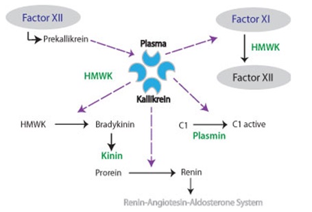 血漿カリクレインのプロレニンをレニンに変換する模式図