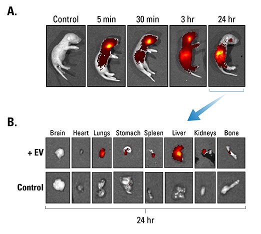 ExoGlow-Vivoによるヒト間葉系幹細胞由来EVの標識