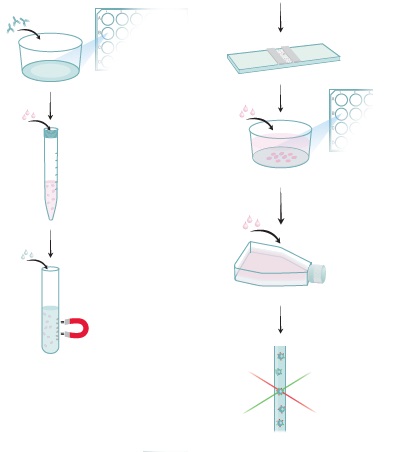 ヘルパーT細胞(Th1/Th2/Th17)分化誘導用キットの操作方法概略