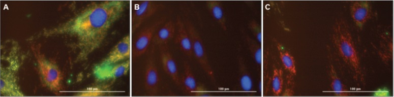 Fluorescent Microscope images