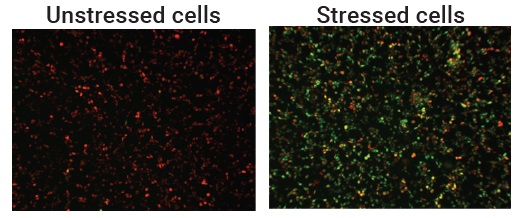Stressed cells