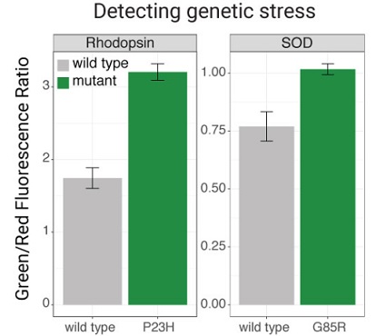 Detecting genetic stress
