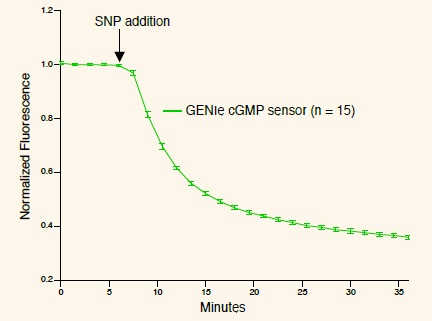 Monitor cGMP production or phosphodiesterase inhibition in living cells