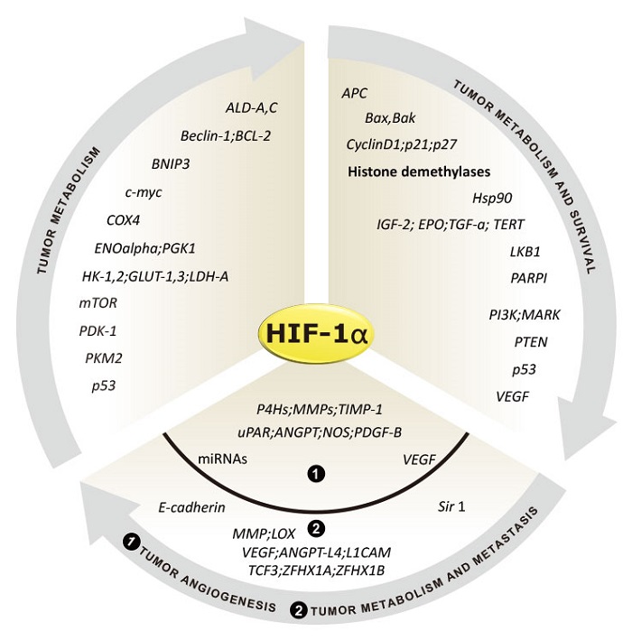 HIF-1αにより制御される遺伝子