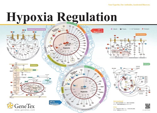 GeneTex社 Hypoxia Regulationのポスター