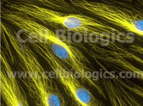 ヒト由来の初代上皮細胞のイメージ2