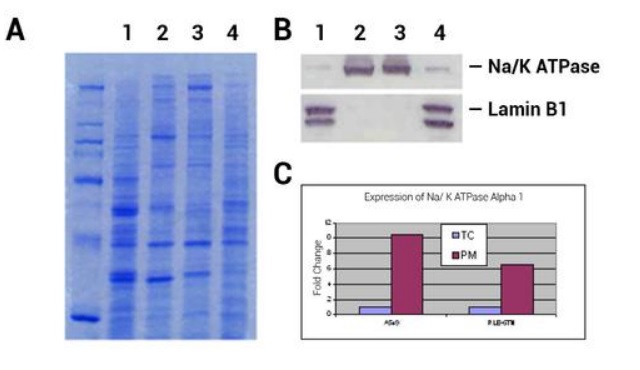 ヒト／ラットの各種培養細胞中の総細胞ライセート（TC）と細胞膜タンパク質（PM）のプロファイリング