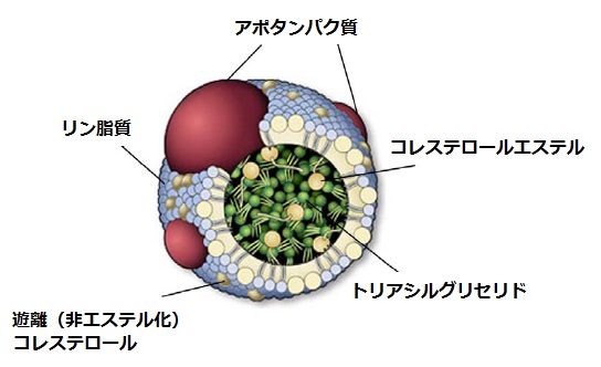 リポタンパク質の構造