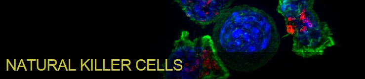 NK細胞イメージ
