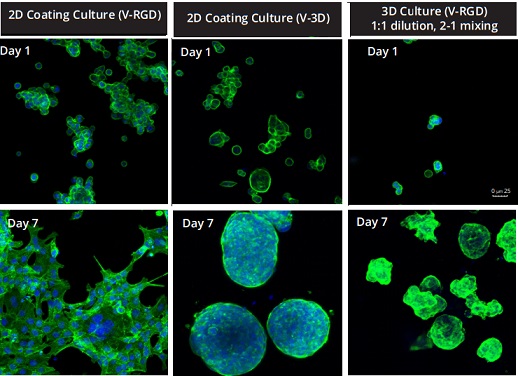 2Dおよび3D VitroGel培養における細胞形態