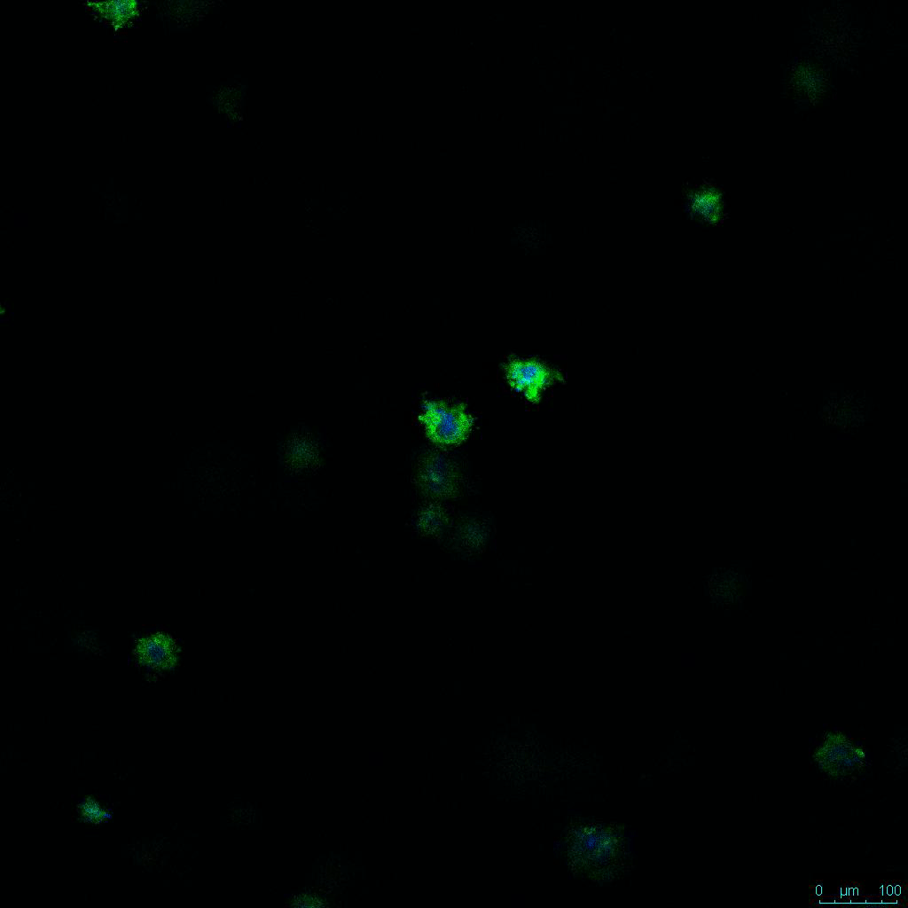 HCT116細胞の3D細胞培養のビデオ画像C