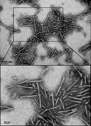 Amyloid β Fibril (OC) / Oligomer (A11) Antibodyを用いた透過型電子顕微鏡像