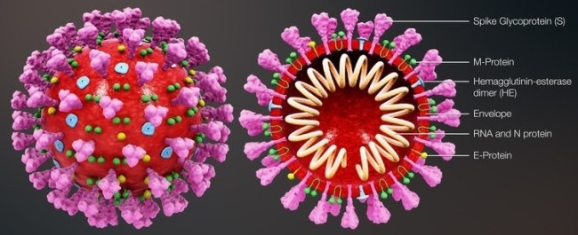 新型コロナウイルス構造タンパク質のイメージ