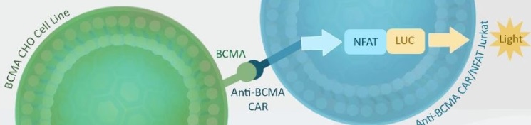 BCMA/CHO標的細胞とAnti-BCMA scFv CAR/Jurkat NFATレポーター細胞（#）の共培養を用いた機能性ルシフェラーゼアッセイによる特異性と効力の評価