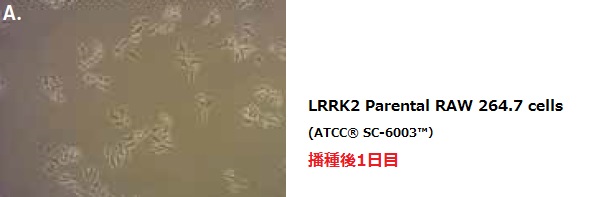 LRRK2 Parental RAW 264.7 cells
