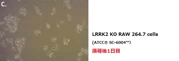 LRRK2 KO RAW 264.7 cells