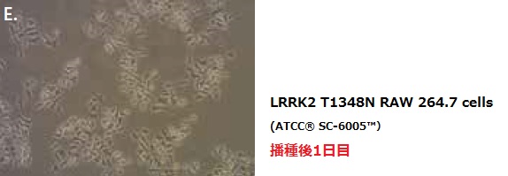 LRRK2 T1348N RAW 264.7 cells