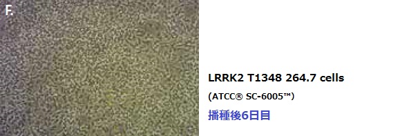 LRRK2 T1348 RAW 264.7 cells