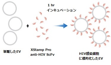 XStamp Pro anti-HIVワークフロー