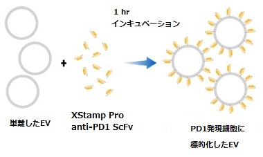 XStamp Pro anti-PD-1ワークフロー
