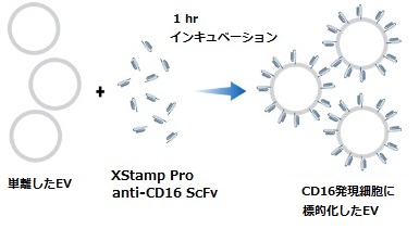 XStamp Pro anti-CD16ワークフロー