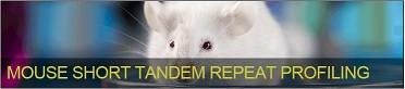 Mouse Short Tandem repeat Profilingバナー