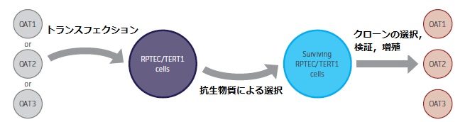 RPTEC/TERT1 OAT1/OCT2/OAT3の作製
