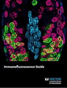 Immunofluoresence Guide