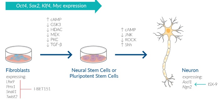 化学的に誘導した繊維芽細胞（fibroblast）から幹細胞（stem cells）とニューロン（neurons）へのリプログラミング