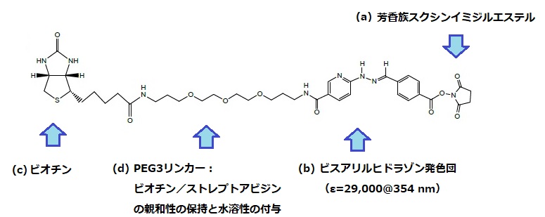 ChromaLink Biotinの構造