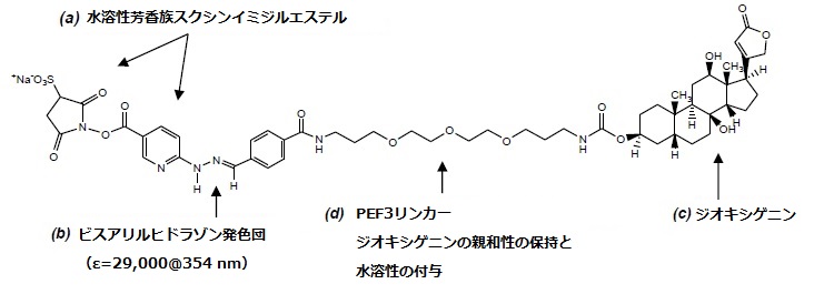 ChromaLink Digoxigeninの構造