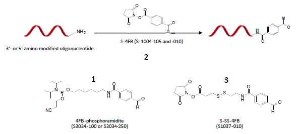 amino-oligonucleotideから4FB-SS-oligonucleotideの合成