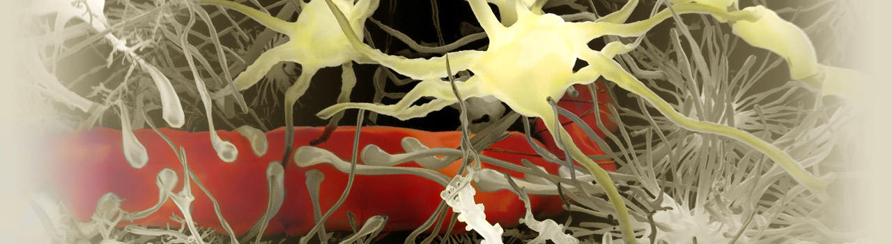 血液脳関門の漏出性が引き起こす可逆的な神経の機能障害