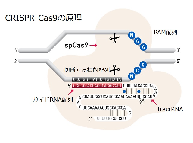 CRISPR-Cas9がガイドRNAをもとに標的配列を切断する原理