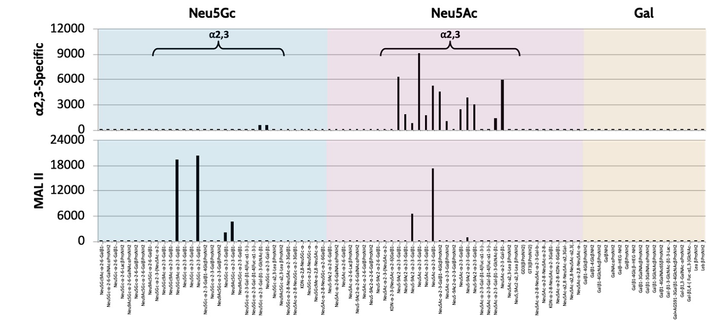 SiaFind α2,3-specific LectenzとMAL-Ⅱレクチンの結合特異性比較
