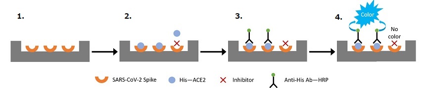 CoviDrop SARS-CoV-2 Spike-ACE2 Binding Inhibitor Screening Fast Kit workflow