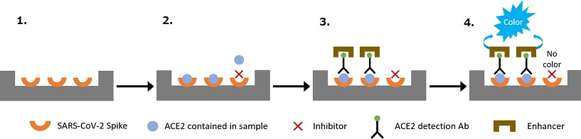 CoviDrop SARS-CoV-2 Spike-ACE2 Binding Activity/Inhibition Assay Kit workflow