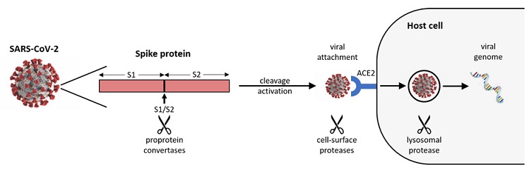 SARS-CoV-2感染機構