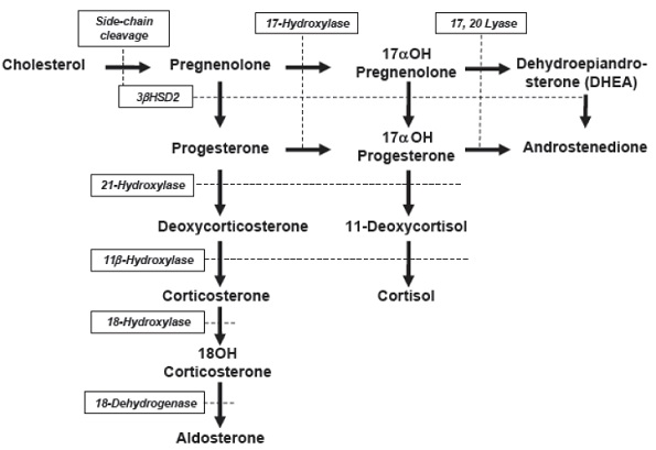 17-Hydroxyprogesteroneの生合成