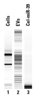 各種試料からのRNA回収の比較