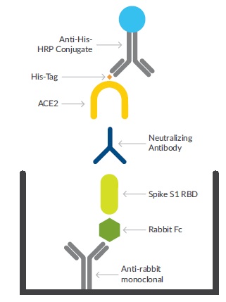 SARS-CoV-2 Neutralizing Antibody Detection ELISA Kitの測定原理1