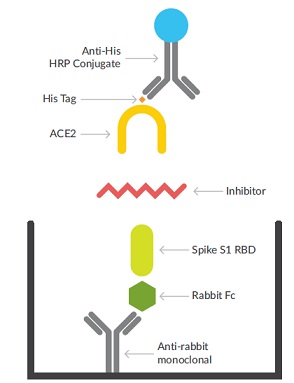 SARS-CoV-2 Spike-ACE2 Interaction Inhibitor Screening Assay Kitの測定原理1