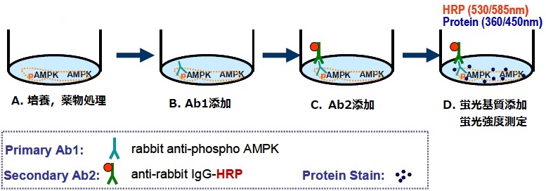 リン酸化AMPK測定原理