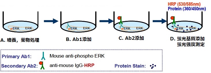 リン酸化ERK測定原理